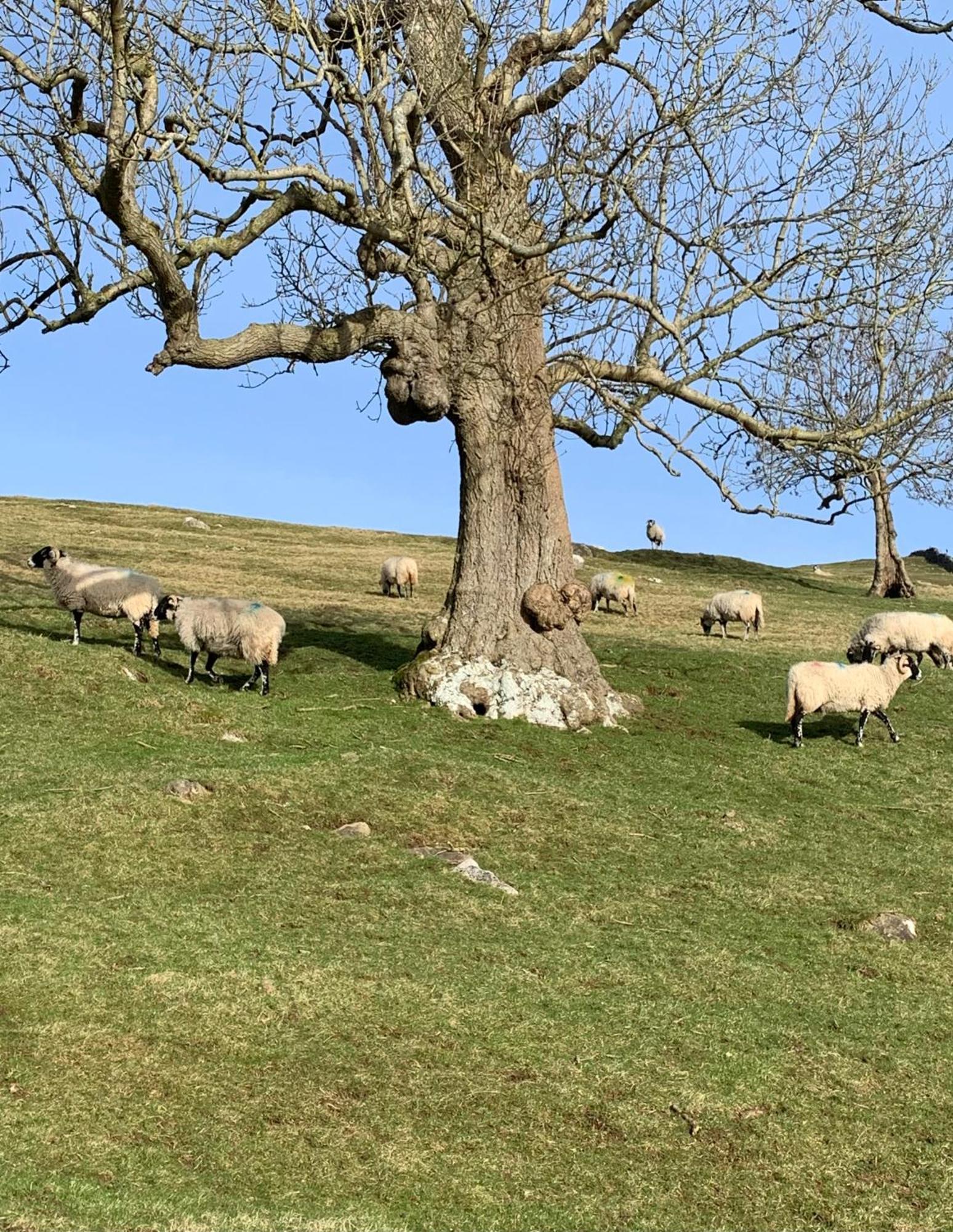 Westside Cottage, Newby, Clapham, Yorkshire Dales National Park, Famous Three Peaks, Near The Lake District, Pets Are Welcome Newby  Εξωτερικό φωτογραφία